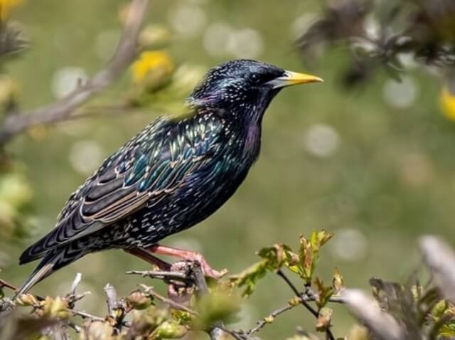 A European Starling perched on a tree.