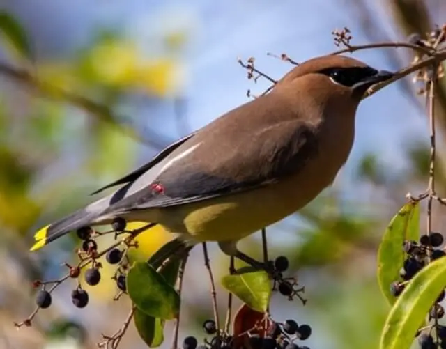 A cedar waxwing perched on a tree eating fruit.