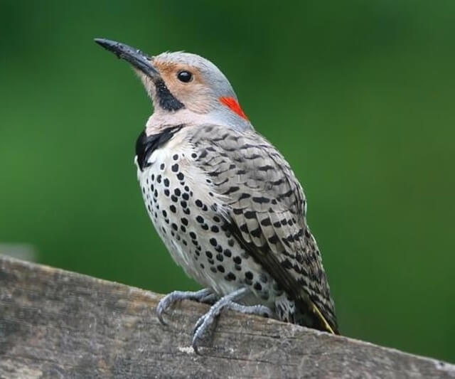 A Northern Flicker perched on a wooden fence.
