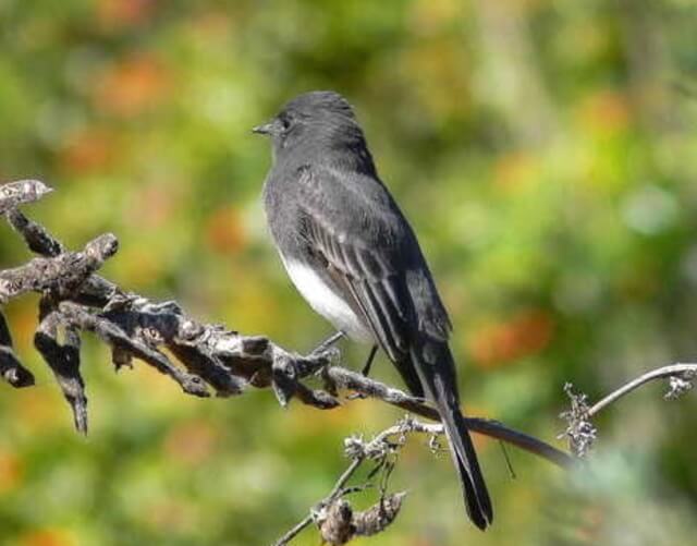 A Black Phoebe perched on a tree.