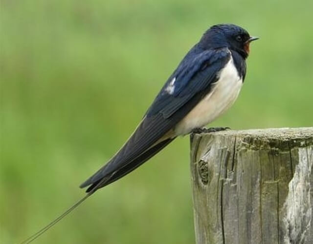 A Barn Swallow perched on a post.