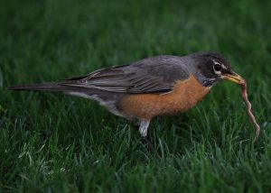 American Robin with a worm