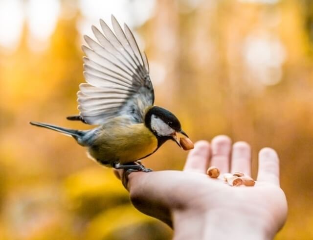 A great tit eating out of a persons hand.