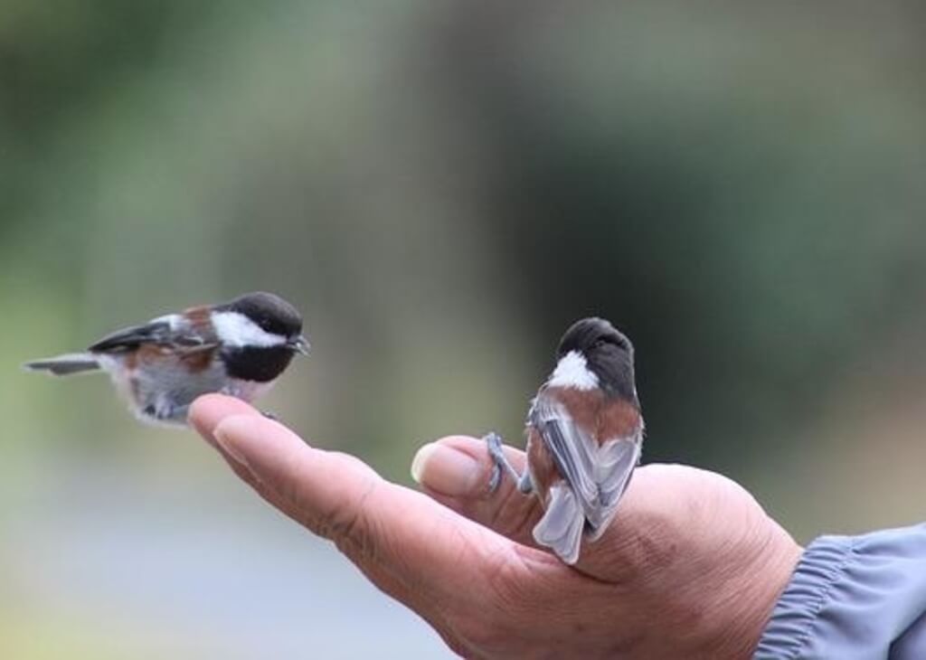 A couple of chickadees on a persons hand.