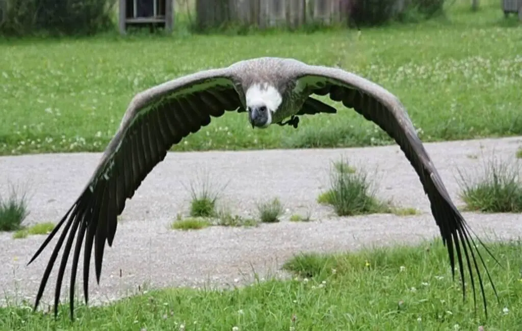 A Black Vulture with a wide wingspan.