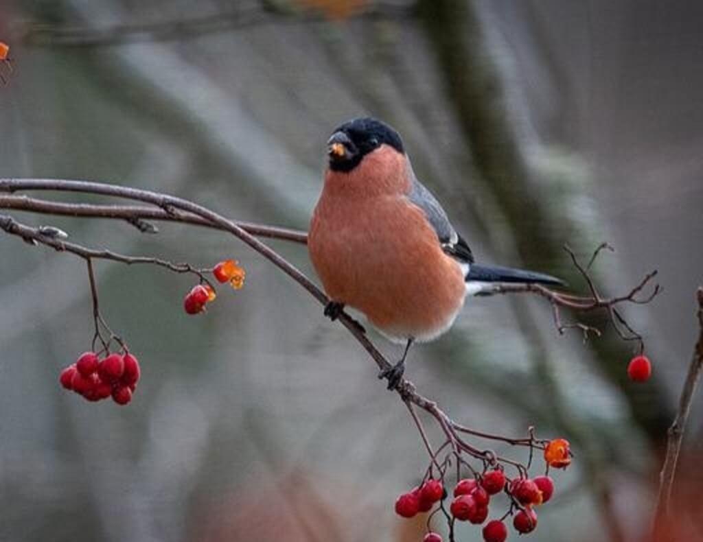 a red-headed bullfinch eating mountain ash berries.