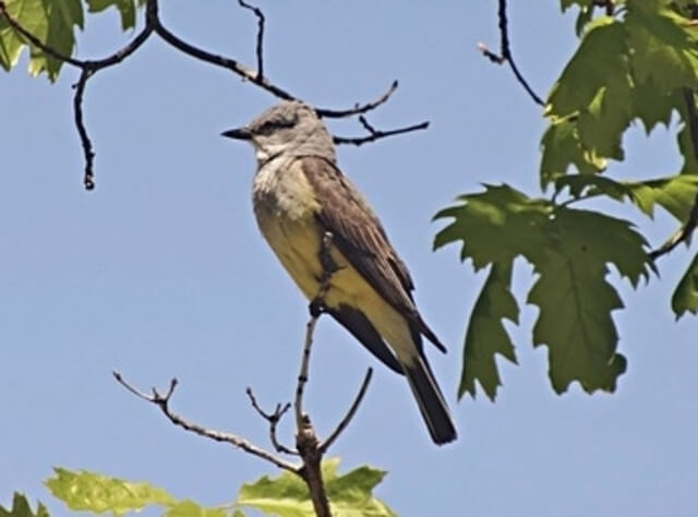 A Western Kingbird perched on a tree.