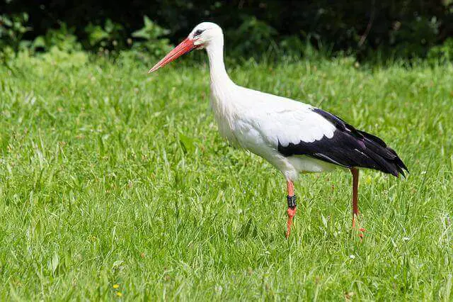 A White Stork foraging on the ground.