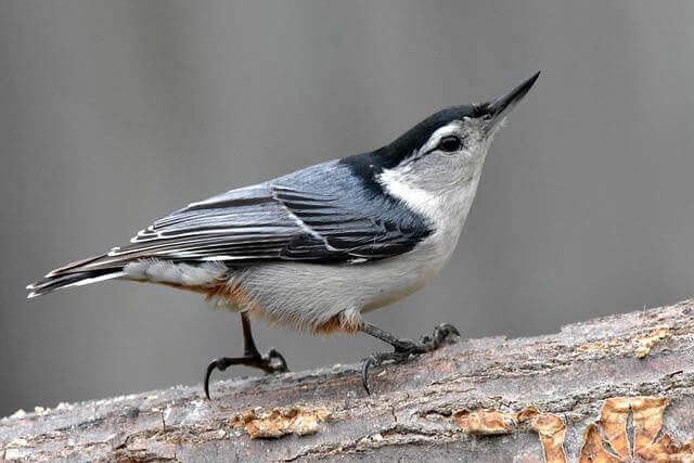 A White-breasted Nuthatch perched on a tree.