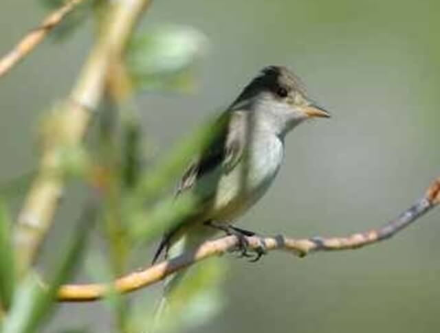 A Willow Flycatcher peched on a tree.