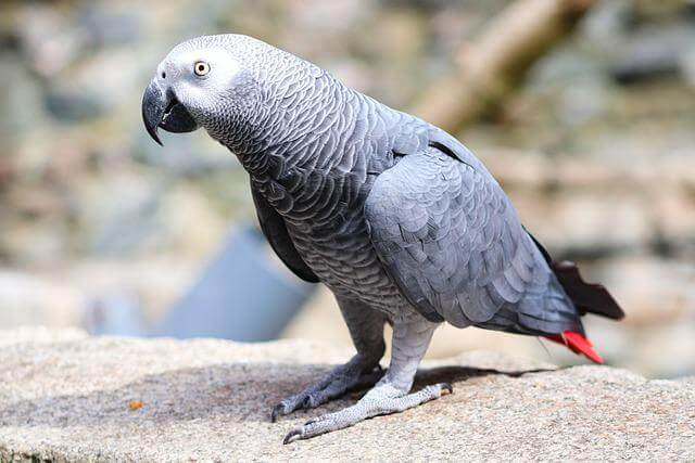 African Gray parrot perched on a rock.