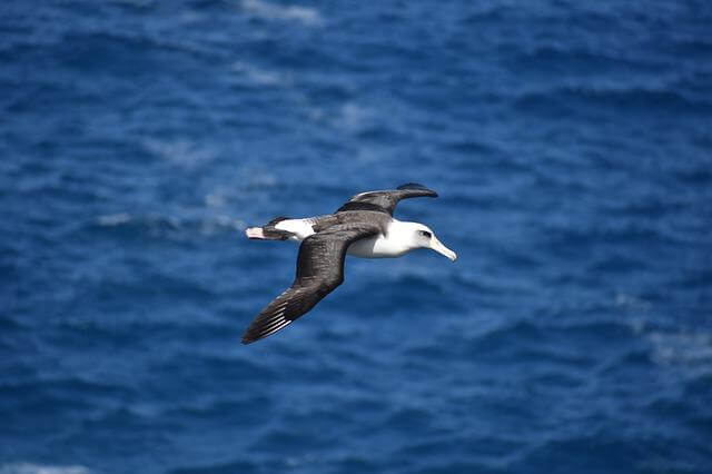 An albatross flying over the ocean.