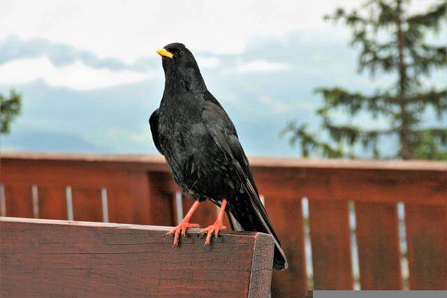 An Alpine Chough perched on a bench.