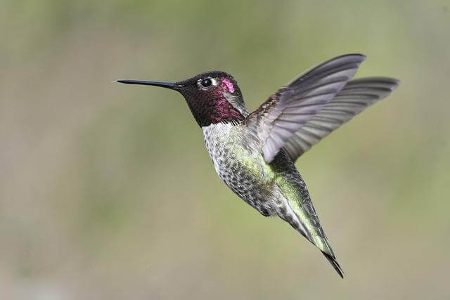 An Anna's hummingbird hovering in the air.