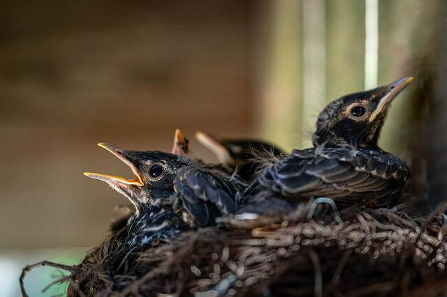 Baby robins in a nest.