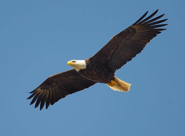 A bald eagle hovering in the air.