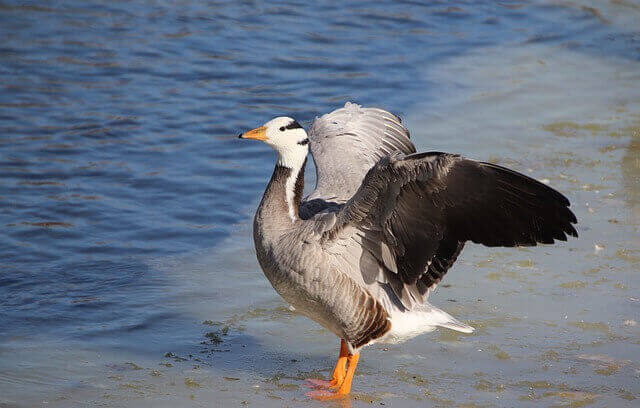 A Bar-headed Goose spreading its wings.