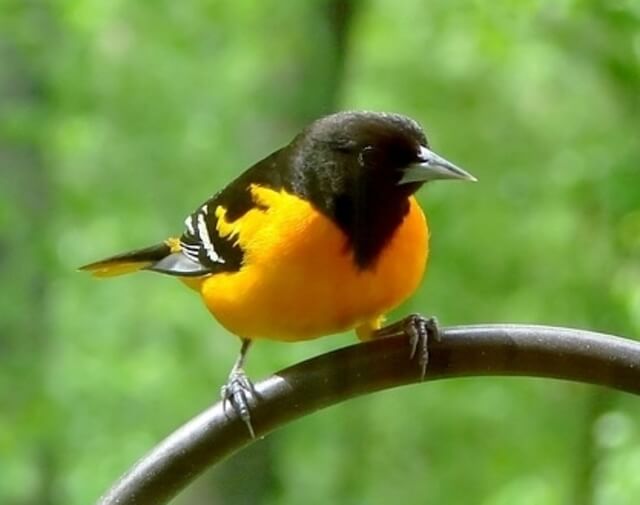 A Baltimore Oriole perched on a shepherds hook.