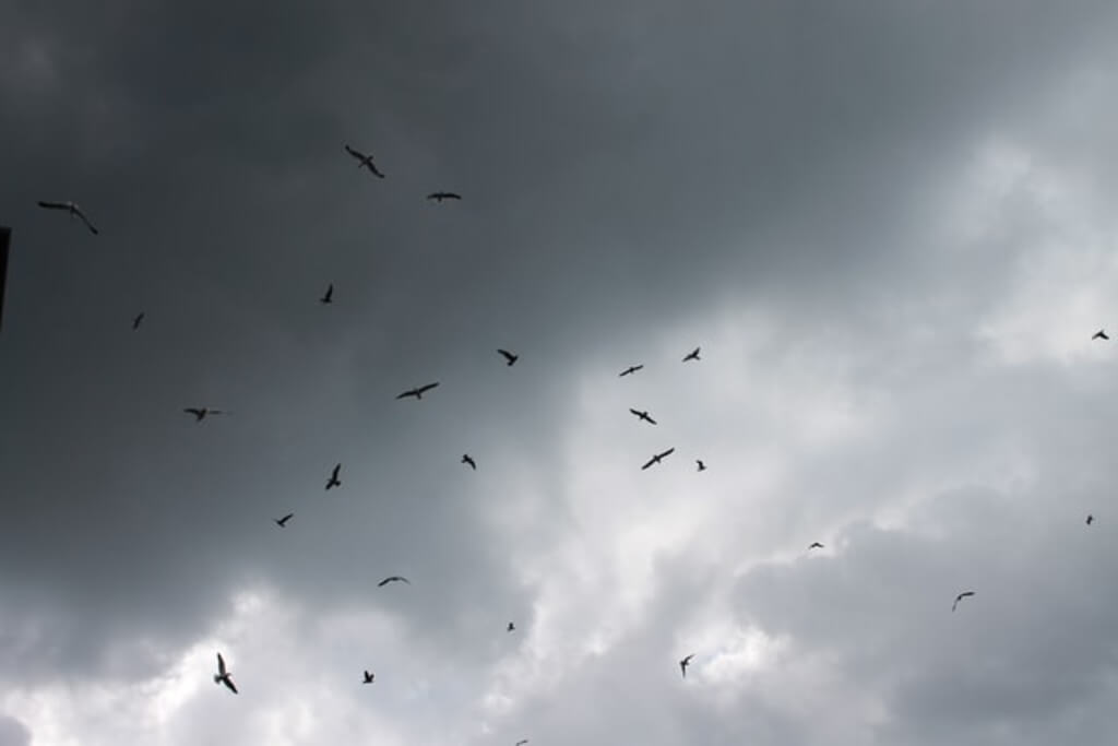 Birds in a storm