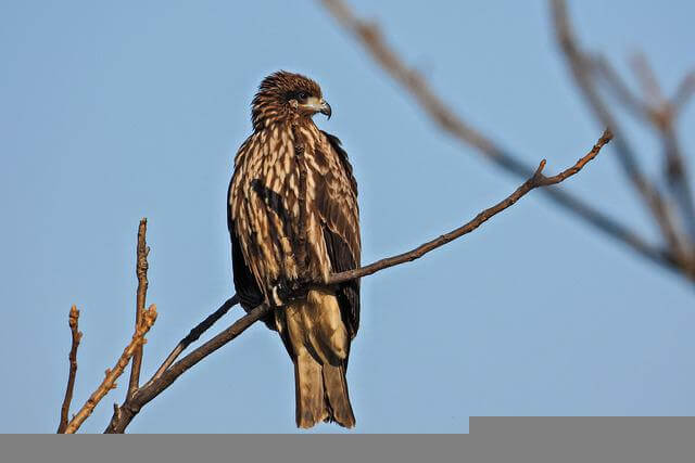 A Black Kite perched on a tree.