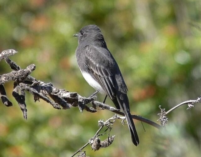 A Black Phoebe perched in a tree.