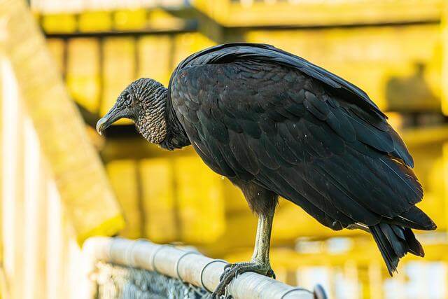 A black vulture perched on a fence.