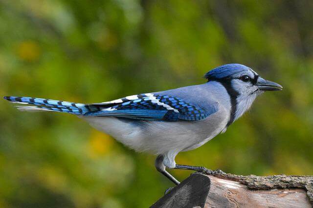 A blue jay perched on a tree.