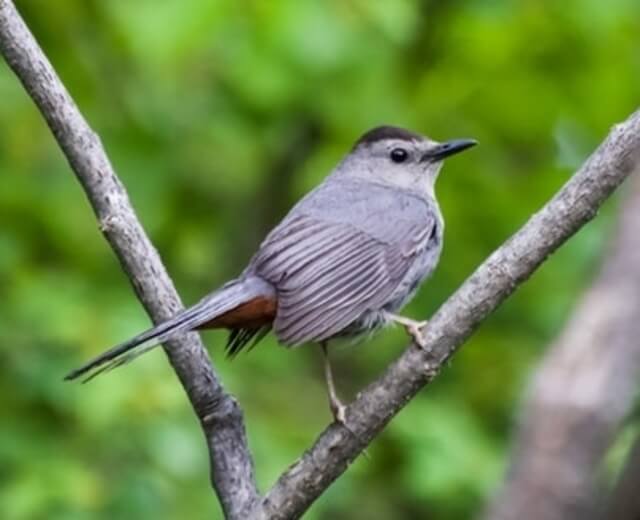 A Gray Catbird perched on a tree.