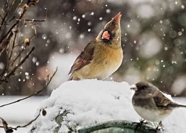 A female cardinal and a junco in the snow.