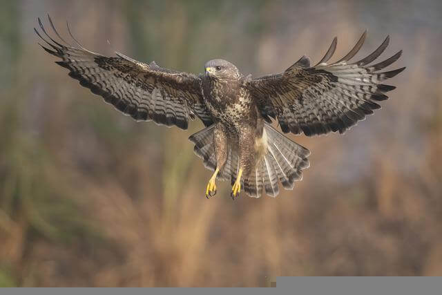 A common buzzard hovering in the air.