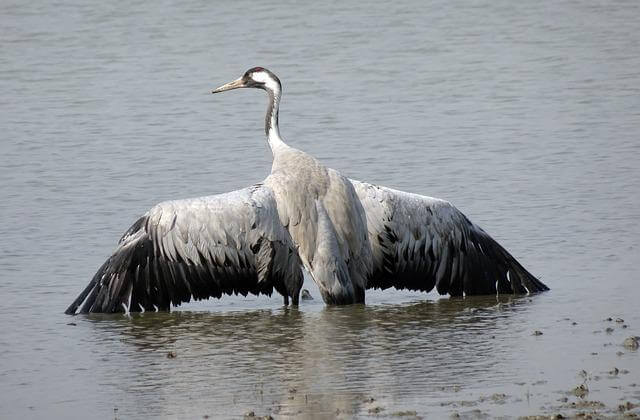 A Common Crane spreading its wings in the water.