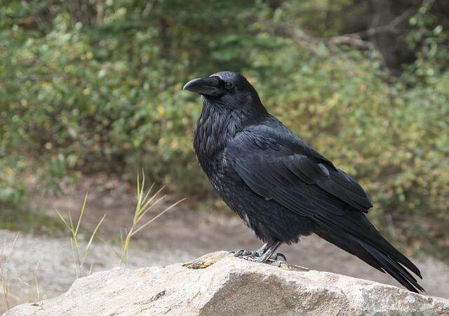 A Common Raven  perched on a rock.