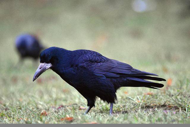 A common rook foraging on the ground.
