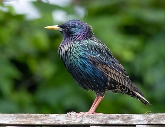 A common starling on a wooden fence.