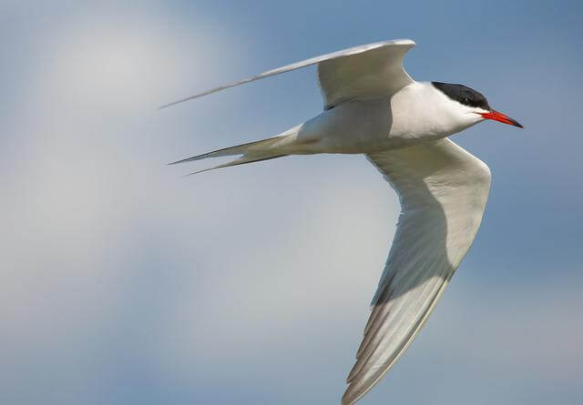 A common tern hovering in the air.