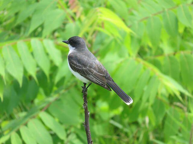 An Eastern KIngbird perched on a thin branch.