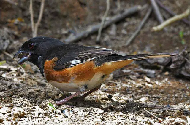 An Eastern Towhee foraging on the ground.