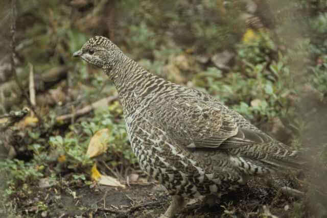 A female Spruce Grouse foraging on the ground.
