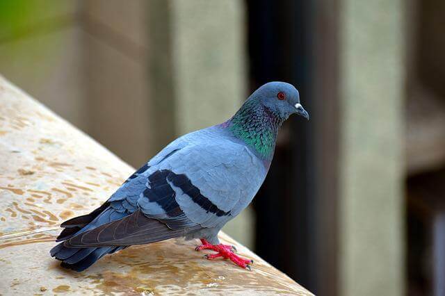 A Feral pigeon perched on a ledge.