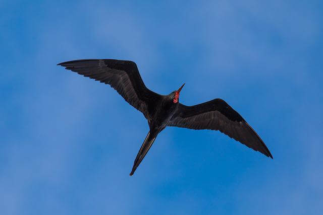 A frigatebird soaring through the sky.
