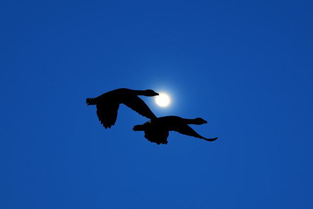 Two geese flying at night.