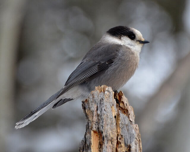 A gray jay perched on a tree.