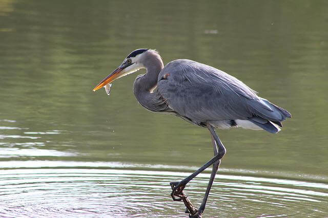 A Great Blue Heron with a fish in it's beak.