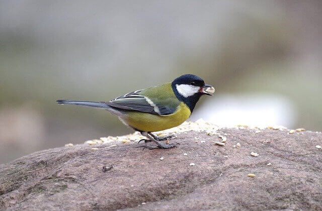 A great tit foraging for food.