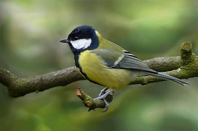 A Great Tit perched on a tree branch.
