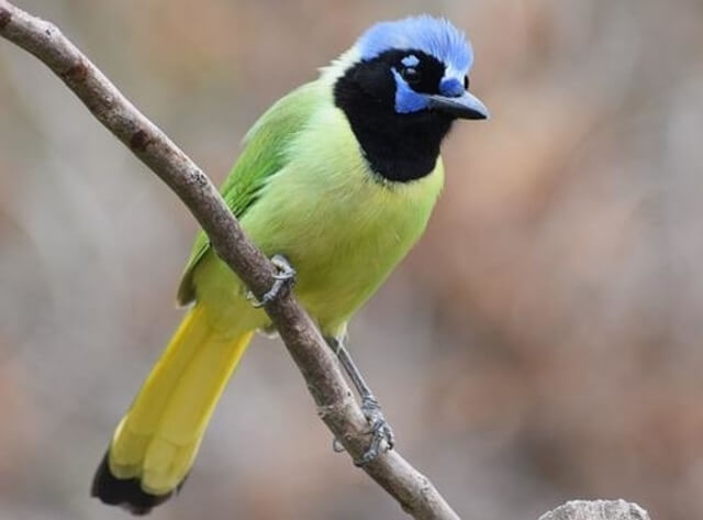 A green jay perched on a branch.