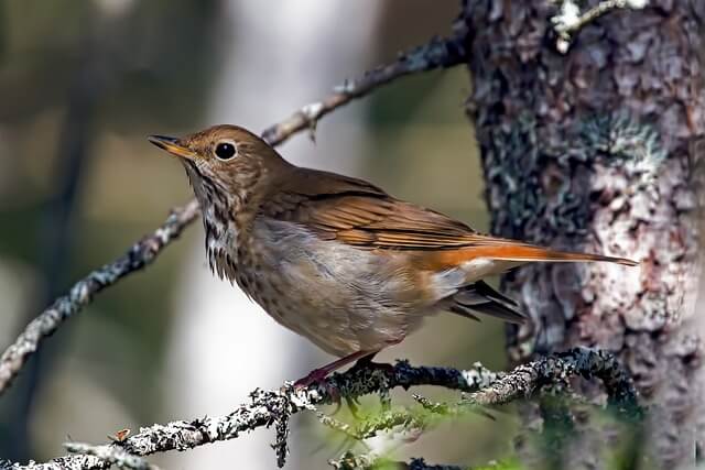 A Hermit Thrush perched on a tree.