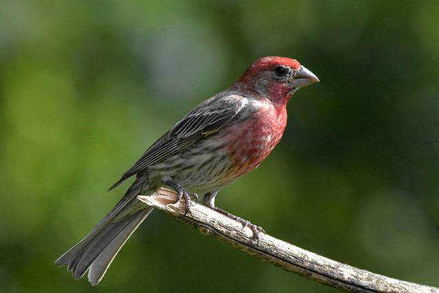 A house finch perched on a branch.