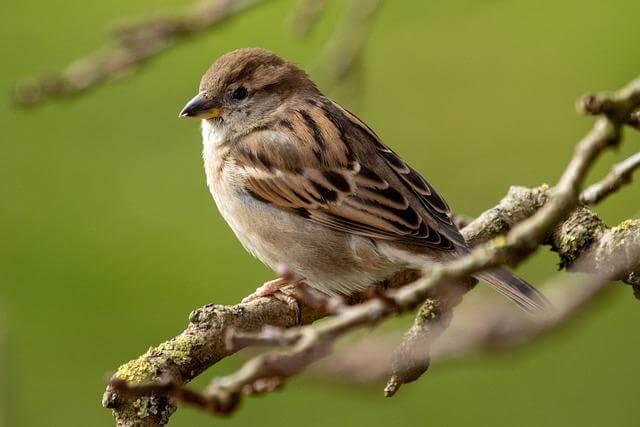 A house sparrow perched on a tree.