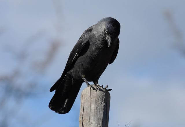 A jackdaw perched on a post.